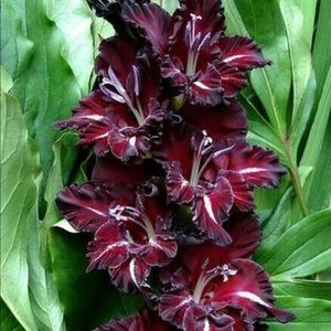 Meet your Posher, Ada